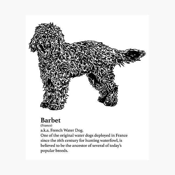 Barbet Photographic Print