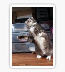 Dancing cat Sticker