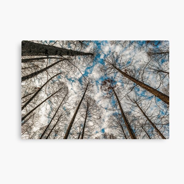 Aperçu de l'œuvre Grands arbres à faible angle, West Lake, Hangzhou, Chine créée et vendue par DFLC Prints.