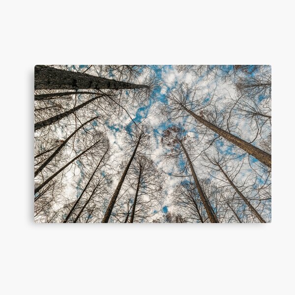 Aperçu de l'œuvre Grands arbres à faible angle, West Lake, Hangzhou, Chine créée et vendue par DFLC Prints.