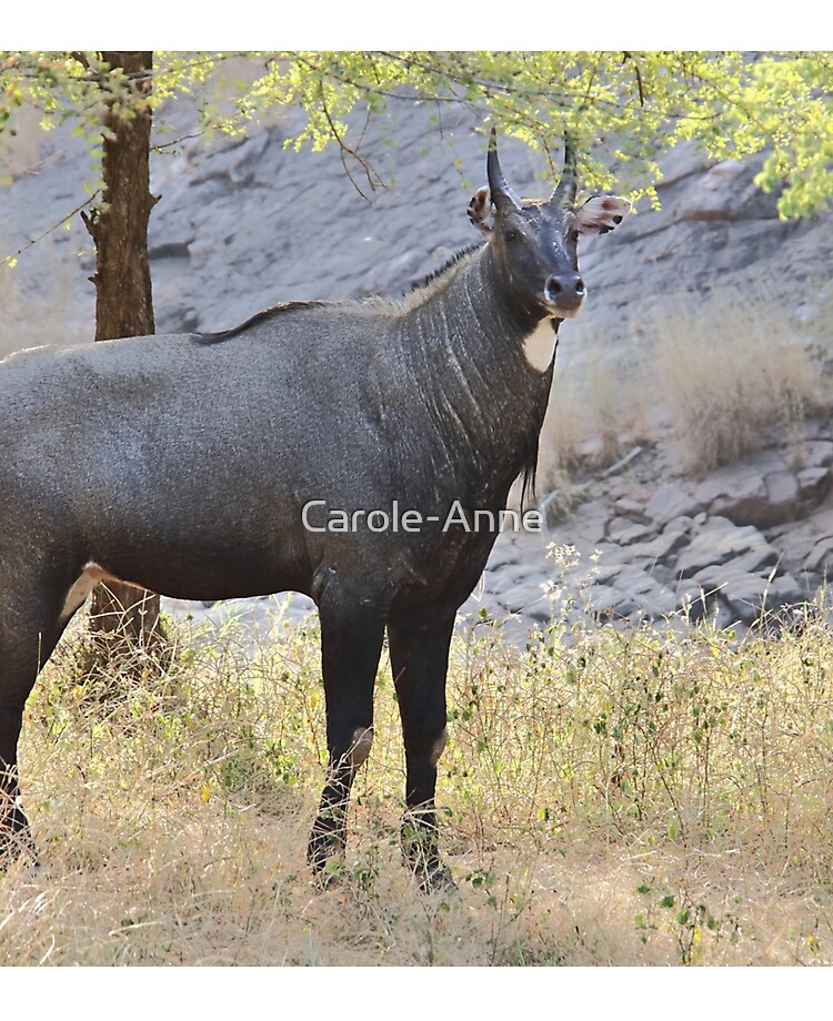 nilgai antelope