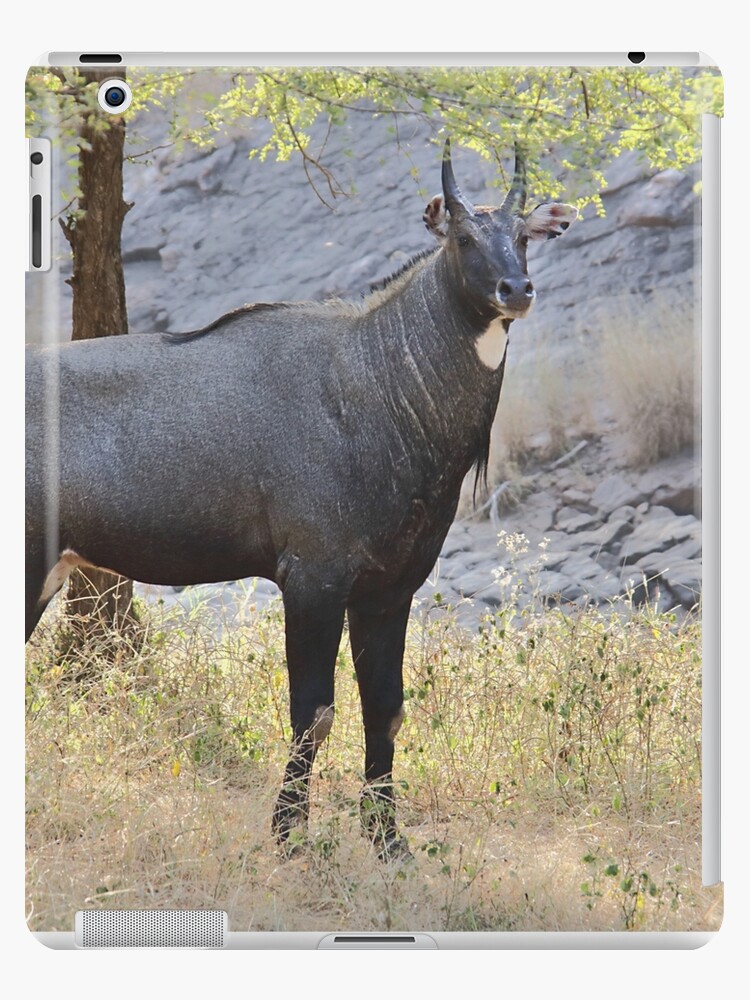 NILGAI BLUE BULL ANTELOPE PORTRAIT ANIMAL PAINTING PET ART REAL CANVAS PRINT