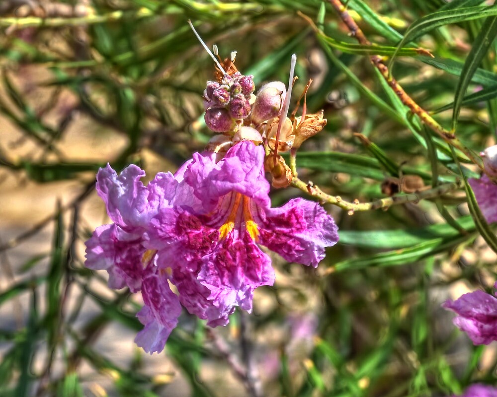 desert-willow-flowers-2-by-herman-hodges-redbubble