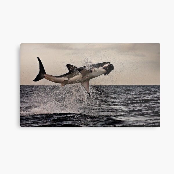 Air Jaws Metal Print