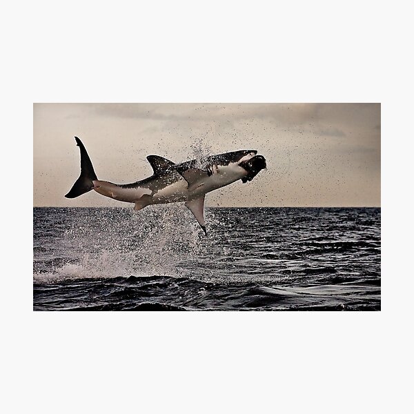 Air Jaws Photographic Print