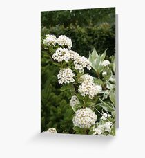 White Spirea Greeting Card