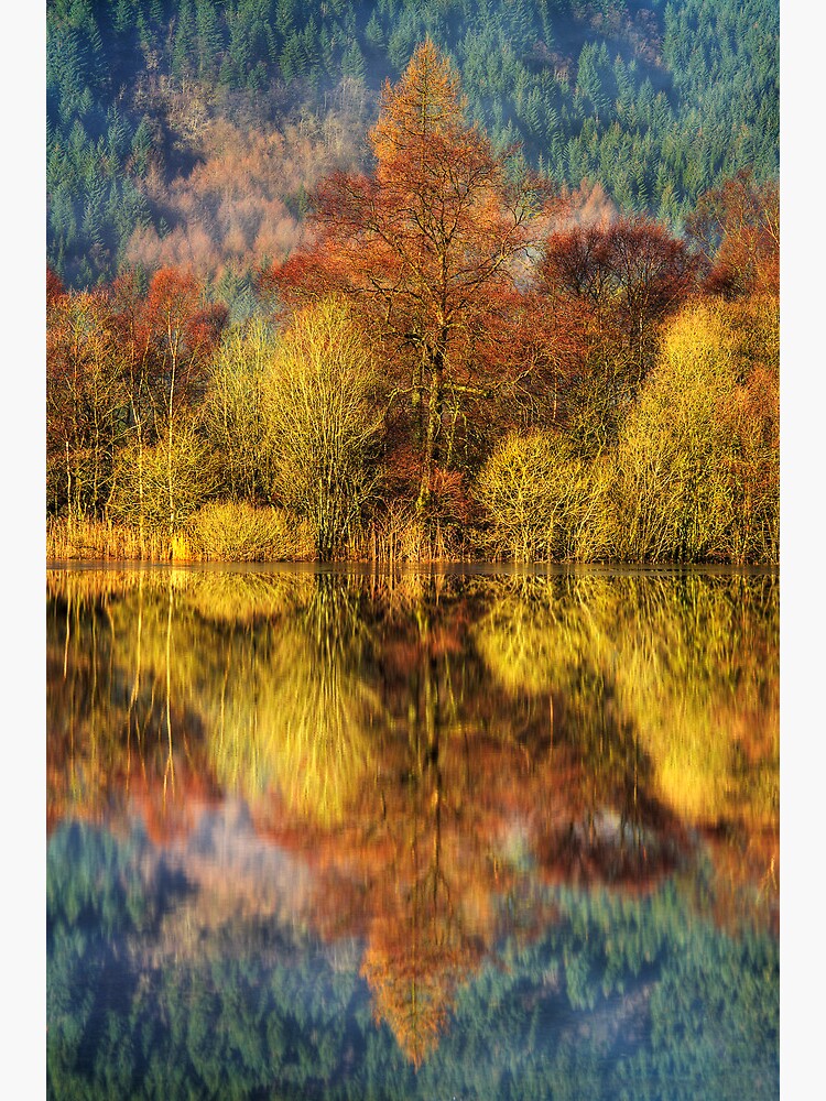 Chon Colours (1) by Shuggie