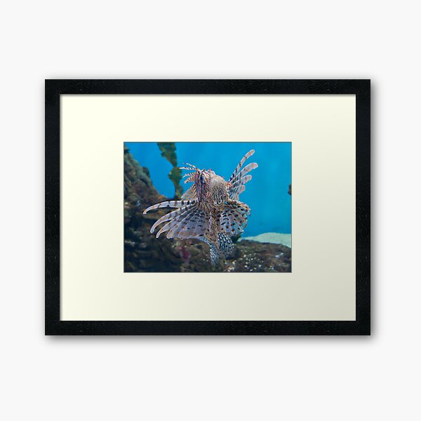 Fish in a Tank Framed Art Print
