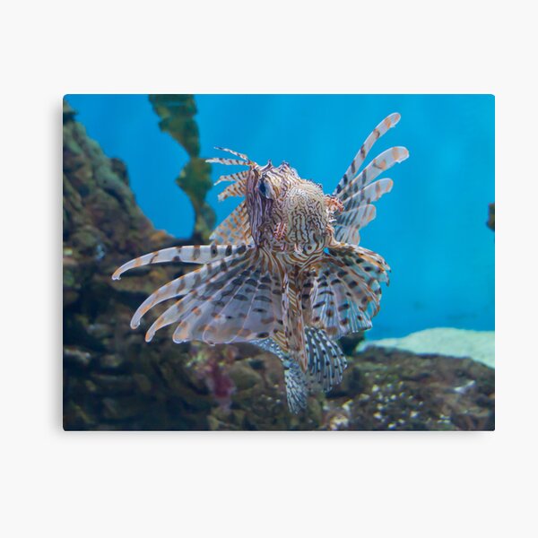 Fish in a Tank Canvas Print