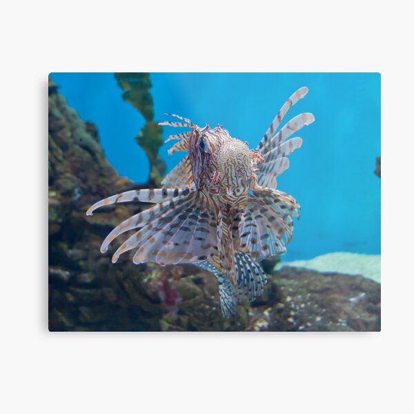 Fish in a Tank Metal Print