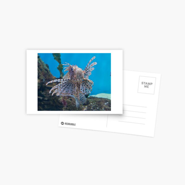 Fish in a Tank Postcard