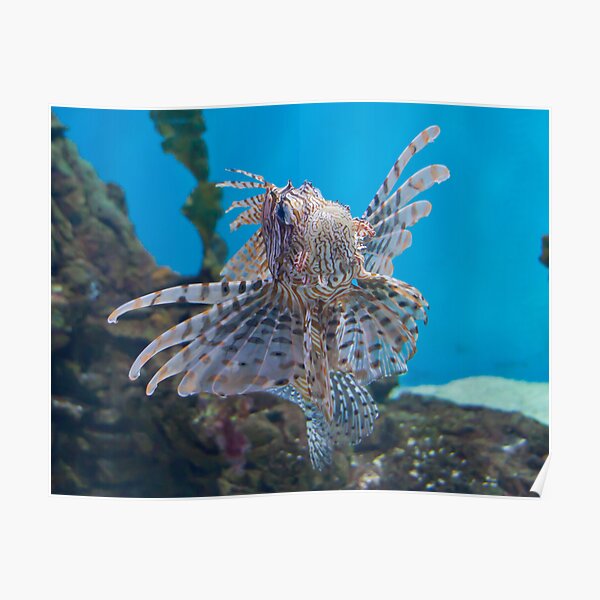 Fish in a Tank Poster