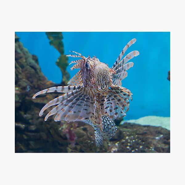 Fish in a Tank Photographic Print