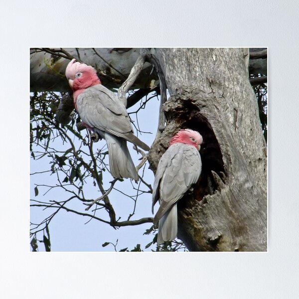 Item preview, The Nesting designed and sold by Rick Playle.
