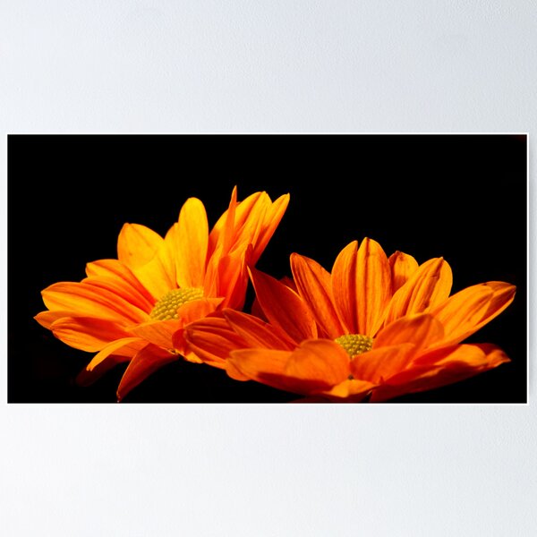Item preview, Daisies n Autumn designed and sold by wendy (riley) athanasopoulos.