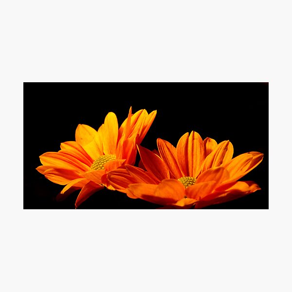 Item preview, Daisies n Autumn designed and sold by wendy (riley) athanasopoulos.