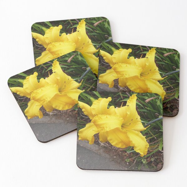 Item preview, Brilliant Yellow Lily's along the path. Botanic Gardens. Adelaide C.B.D. South Australia. designed and sold by RitaBlom.