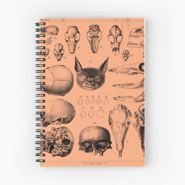 Item preview, Vintage Animal Skull  designed and sold by twelvestudio.