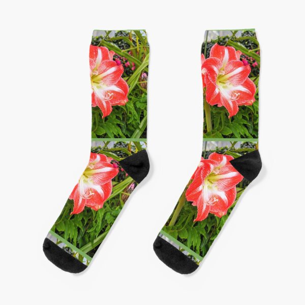 Amaryllis - Hippeastrum Vittatum Socks