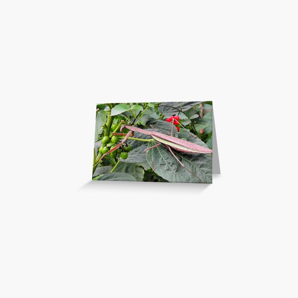 Chinese Praying Mantis (Tenodera sinensis) Full View Greeting Card