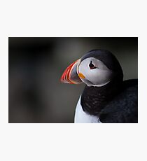 Puffin in Iceland Photographic Print