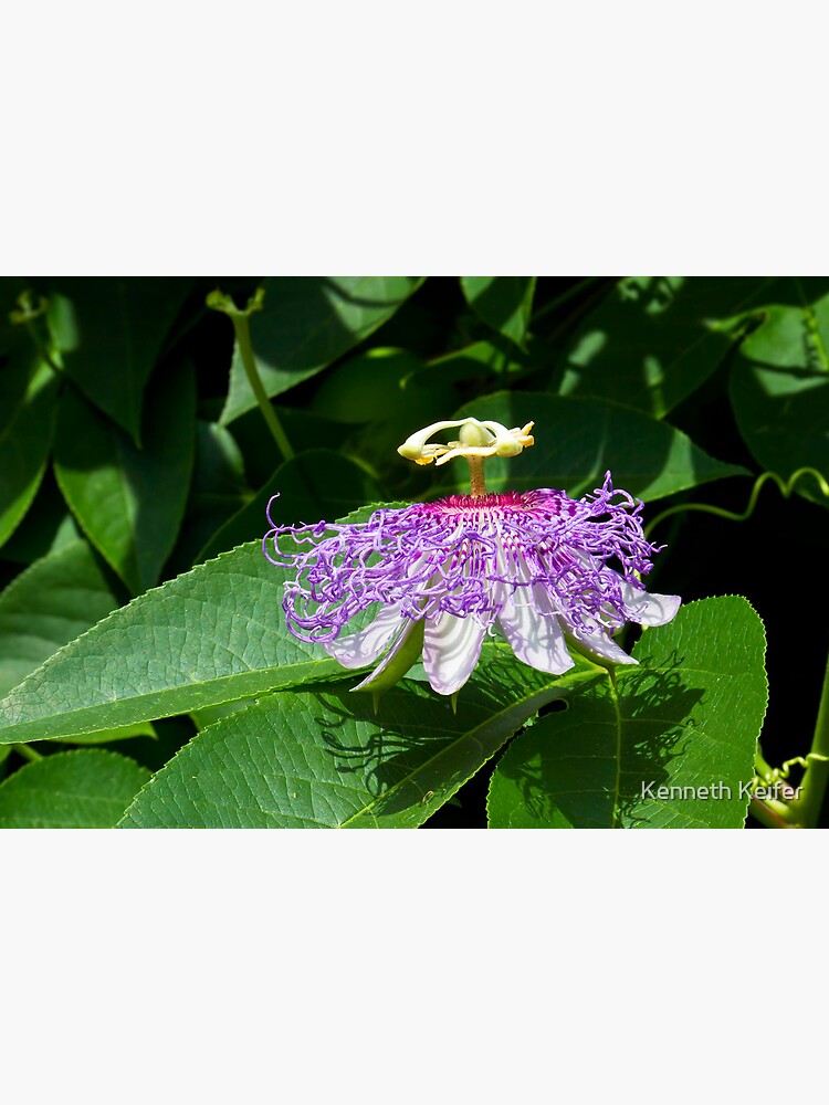Disover Passion Flower (Passion of Christ Flower) Premium Matte Vertical Poster