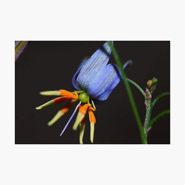 Item preview, Dianella longifolia var. rara designed and sold by andrachne.