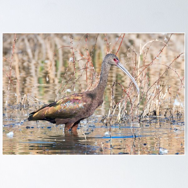Item preview, White-faced Ibis Hunting in the Wetlands designed and sold by Kathleen Bishop.