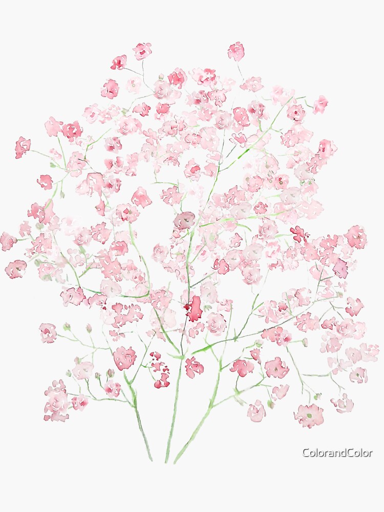 light pink Baby Breath Bouquet gypsophila watercolor painting