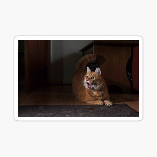 Excited cat Sticker