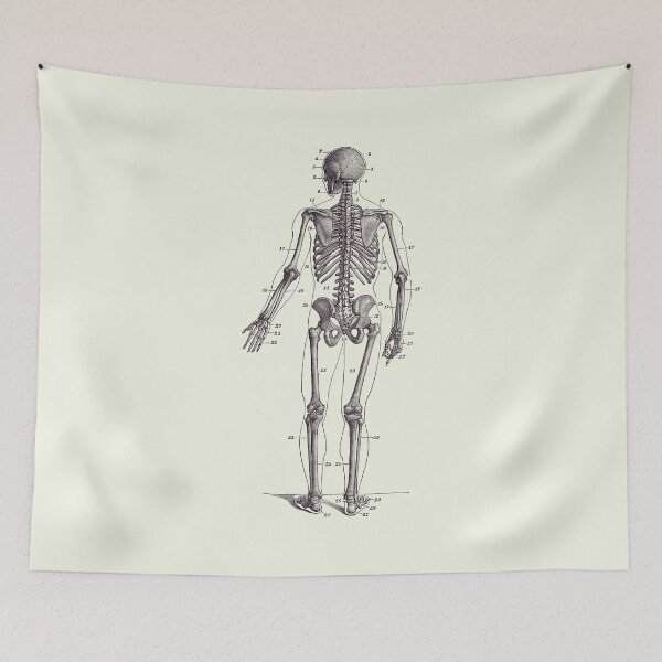 Item preview, Backward Facing Skeletal Diagram - Vintage Anatomy Print 2 designed and sold by VAposters.