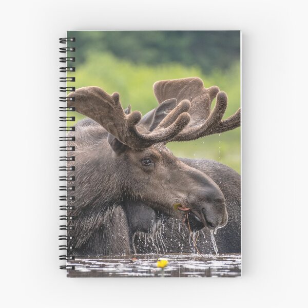 Item preview, Bull Moose designed and sold by Simpsonwildlife.