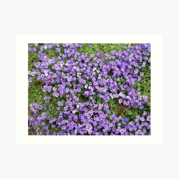 Purple Delight Art Print