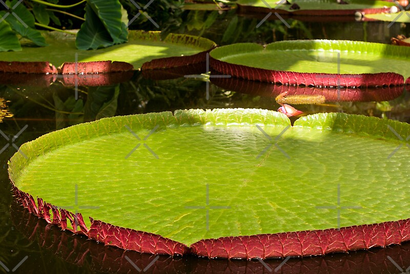 how-to-grow-and-care-for-an-amazon-water-lily-world-of-flowering-plants