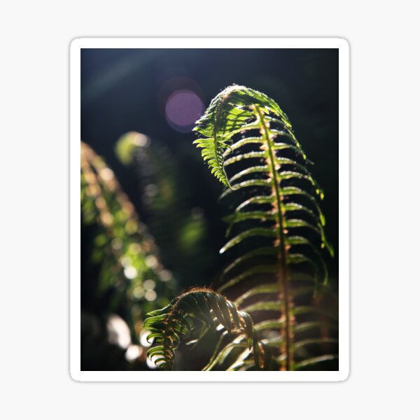 Item preview, Fern Dance designed and sold by alipascal.