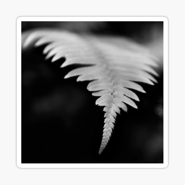 Item preview, Monochrome Fern II designed and sold by alipascal.