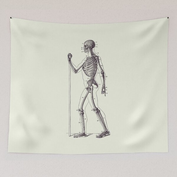Item preview, Side View Skeletal Diagram - Vintage Anatomy Poster 2 designed and sold by VAposters.