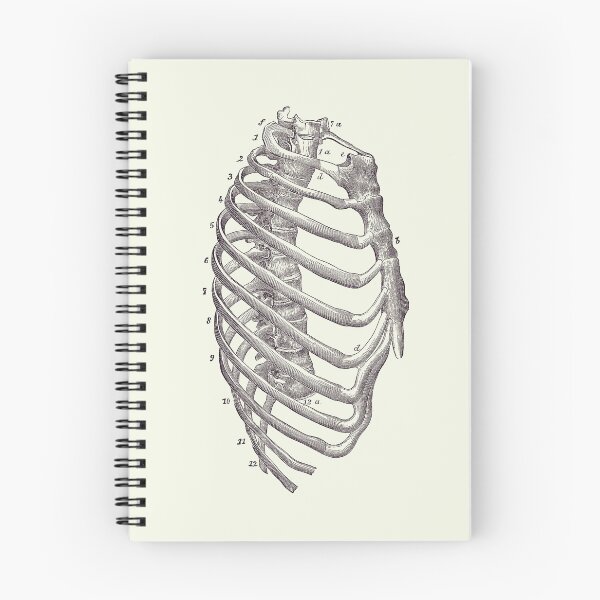 Item preview, Rib Cage Diagram - Vintage Anatomy Print 2 designed and sold by VAposters.