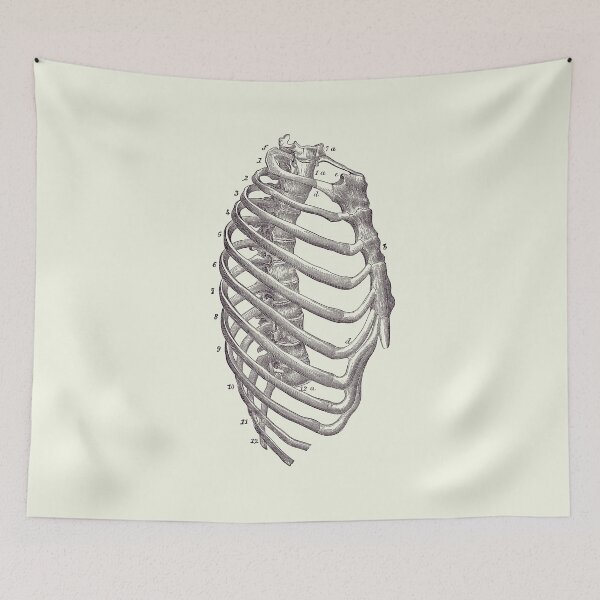 Item preview, Rib Cage Diagram - Vintage Anatomy Print 2 designed and sold by VAposters.