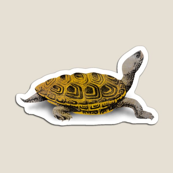 Vista previa del artículo con la obra «Tortuga acuática Diamondback», diseñado y vendido por btphoto.