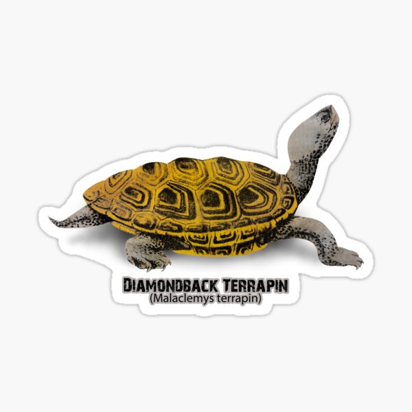 Artikel-Vorschau von Diamantschildkröte, designt und verkauft von btphoto.