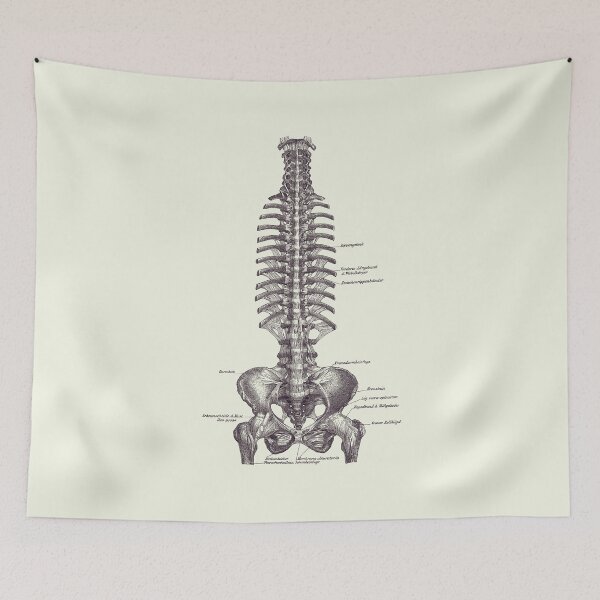 Item preview, German Rib and Pelvis Diagram - Vintage Anatomy Poster 2 designed and sold by VAposters.