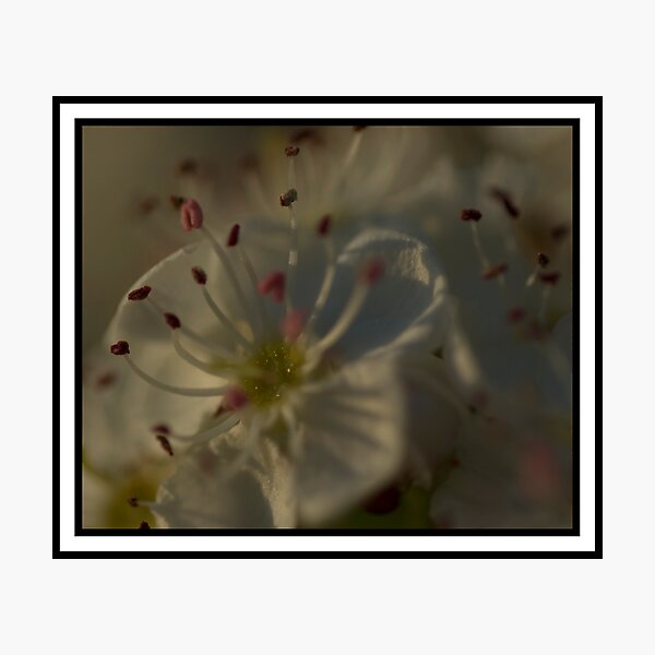 Item preview, Blossoming designed and sold by Wealie.