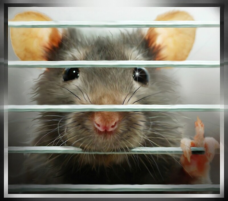 "Rat in a Cage" by Cliff Vestergaard Redbubble