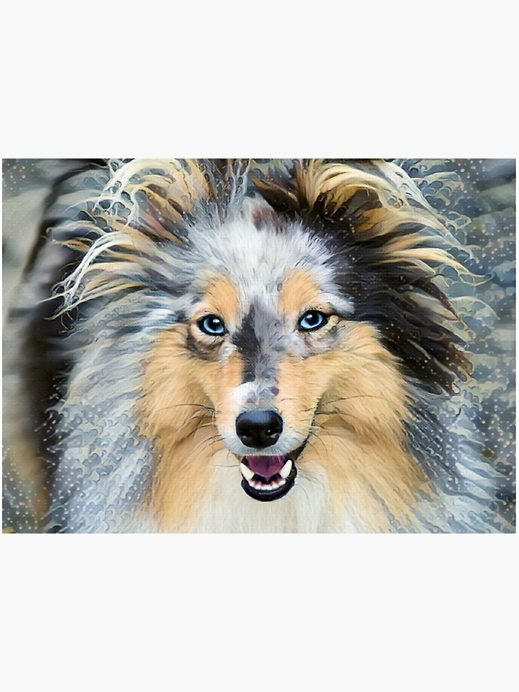 shetland sheepdog blue eyes