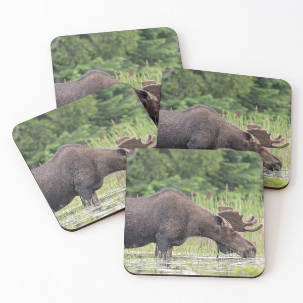 Item preview, Bull Moose designed and sold by Simpsonwildlife.