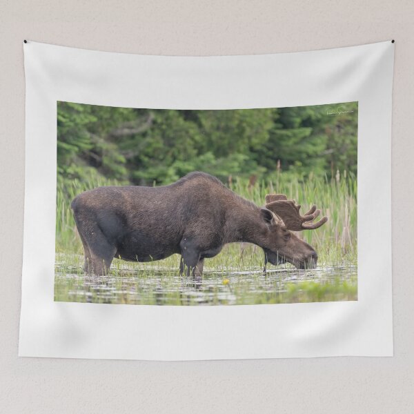Item preview, Bull Moose designed and sold by Simpsonwildlife.