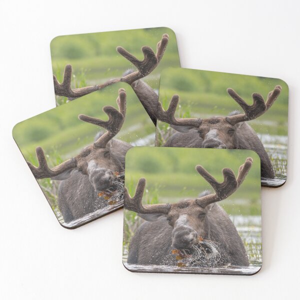 Item preview, Bull Moose aggressive feeding designed and sold by Simpsonwildlife.
