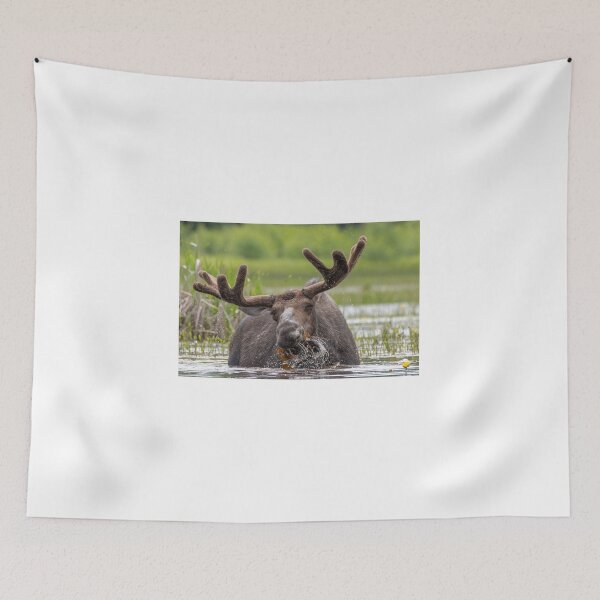 Item preview, Bull Moose aggressive feeding designed and sold by Simpsonwildlife.