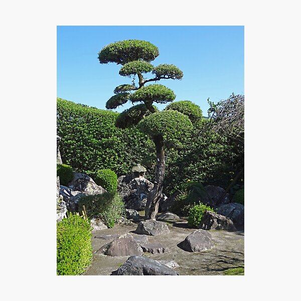Item preview, Tree in a samurai garden in Japan designed and sold by cuisinecat2.